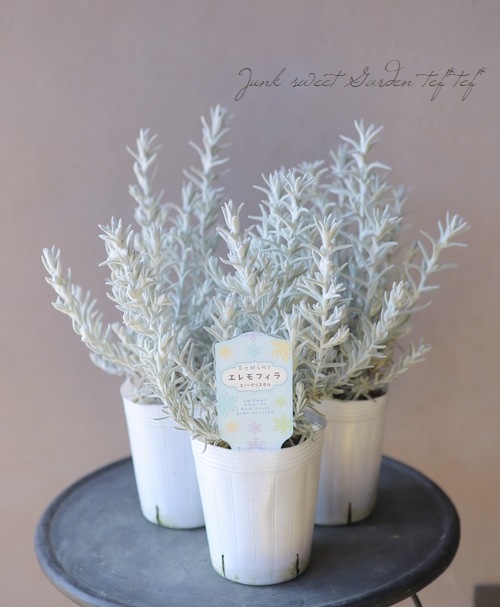 エレモフィラ 『スノークリスタル』 | 花苗 | | Junk sweet Garden tef