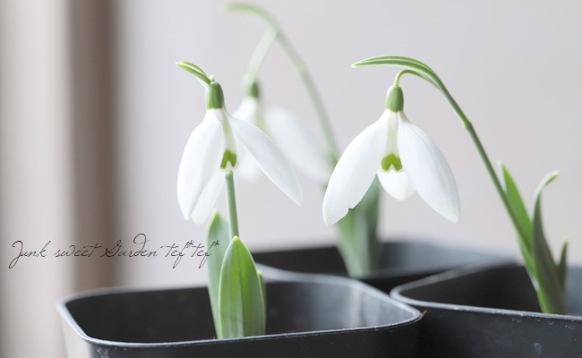 超希少【球根植物】スノードロップ 『ビッグワン』 (Galanthus 