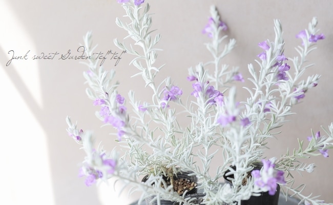 �����ե��顡�إ��Ρ����ꥹ����١�