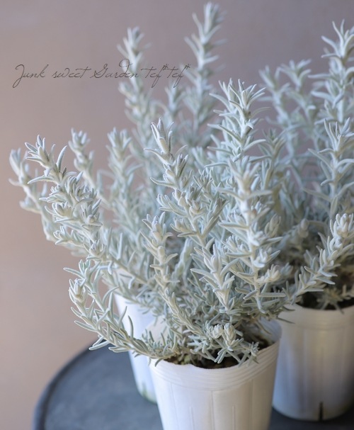 �����ե��顡�إ��Ρ����ꥹ����١�