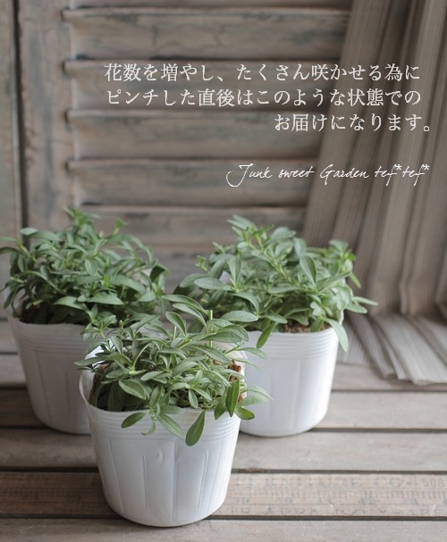 ֥餵Υ֥饳 إե꡼ޥ