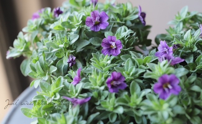 ֥餵Υ֥饳 إե꡼ޥ