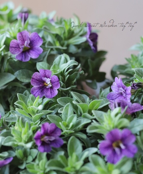 ֥餵Υ֥饳 إե꡼ޥ