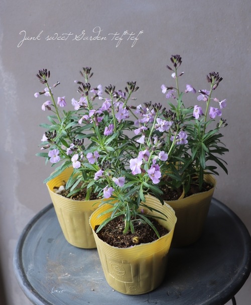 宿根チェイランサス エリシマム 『プルプレア』 | すべての商品