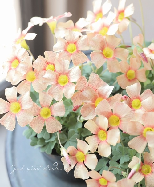 オキザリス 『スプリングスマイル』 サンバード | すべての商品