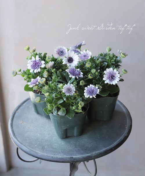 ゲブラさんのオステオスペルマム ミラノブルー すべての商品 Junk Sweet Garden Tef Tef