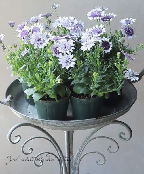 ＺＵＮＯＷ ズノウ　ステム　110mm　milremo ミルレモ ミレルモ ゲブラさんのオステオスペルマム 『ミラノブルー』 | すべての商品