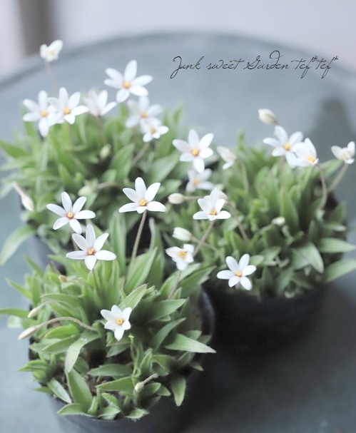 原種アッツ桜 『ホワイト』 | すべての商品 | | Junk sweet Garden tef