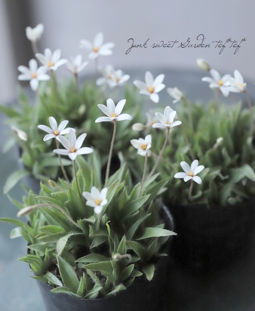 ���異�åĺ����إۥ磻�ȡ�