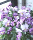 �ӥ��顦��⤫���꡼�����ؤԡ�����