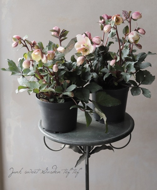 クリスマスローズ 『ピンクフロスト』 | すべての商品 | | Junk sweet クリスマスローズ 『ピンクフロスト』 | すべての商品 | | Junk sweet