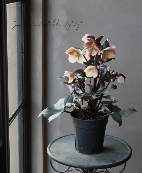 クリスマスローズ 『ピンクフロスト』 | すべての商品 | | Junk sweet