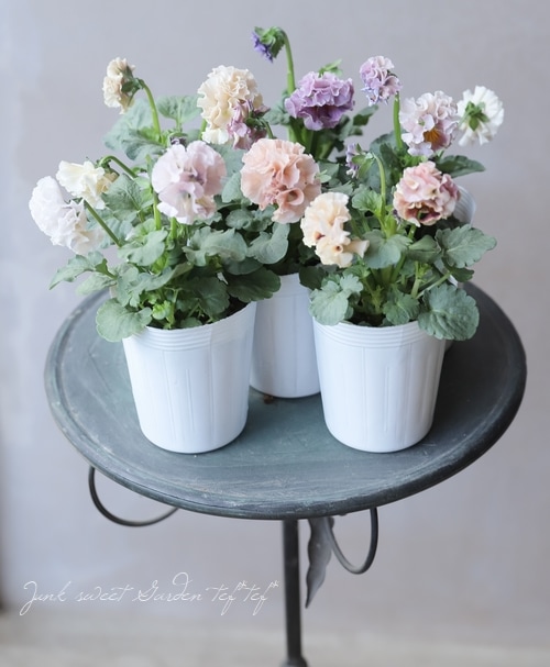 ○松原園芸さんパンジー 『アンティークラッフル』 フリルパステル