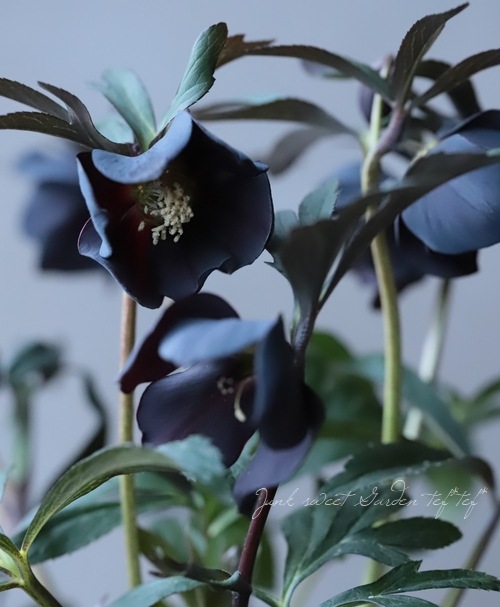 クリスマスローズ 富山県・松浦園芸 『シングルブラック No.H