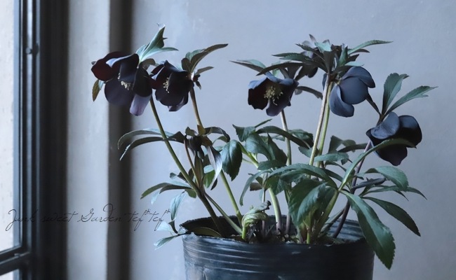 クリスマスローズ 富山県・松浦園芸 『シングルブラック No.H