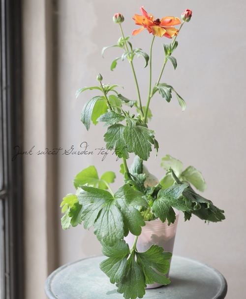 ラナンキュラス ラックスシリーズ 『ミノアン』 綾園芸さん育種