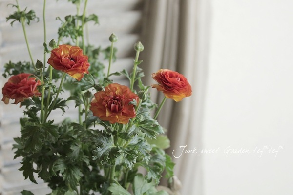 ラナンキュラス ラックスシリーズ 『ミノアン』 綾園芸さん育種