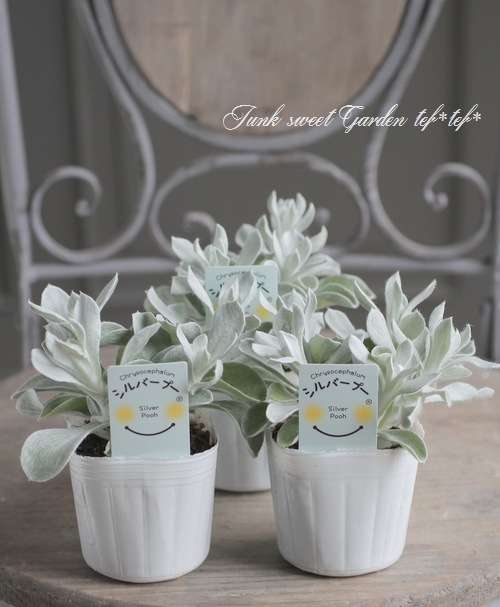 クリソセファラム 『シルバープー』 | Leaf Species,ヘリクリサム