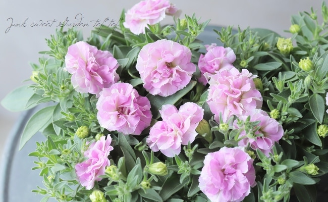 ペチュニア 『ガーネットピンク』 八重咲き | すべての商品 | | Junk