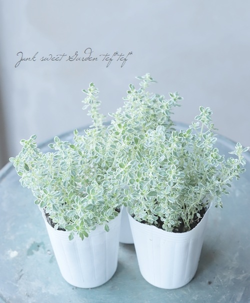 �ڥϡ��֡� �����꥿���ࡡ�إ��ѡ�����󥰥�����١�