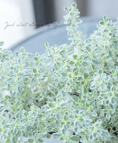 �ڥϡ��֡� �����꥿���ࡡ�إ��ѡ�����󥰥�����١�