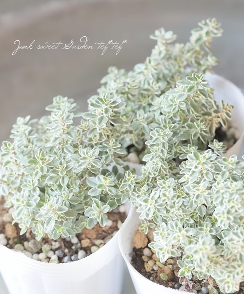 �ڥϡ��֡� �����꥿���ࡡ�إ��ѡ�����󥰥�����١�