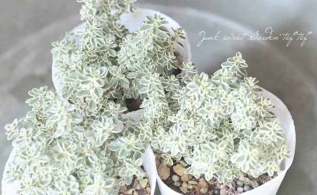 �ڥϡ��֡� �����꥿���ࡡ�إ��ѡ�����󥰥�����١�