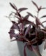 ����ƥ�ʥ󥻥� �����ե���˥�������