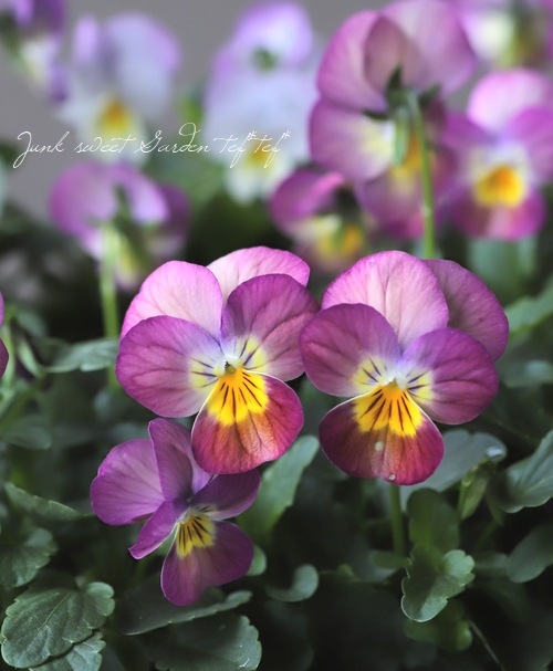 ももかビオラ 『未発表品種 -ピンク-』 | すべての商品 | | Junk sweet