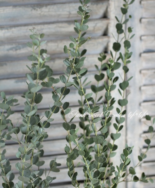 �������ϡ��ȥ꡼�ա��桼���ꡡ�إ����֥��ƥꥢ�ʡ�