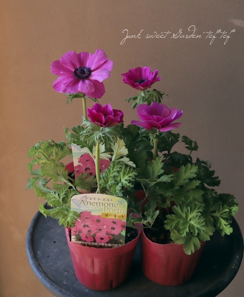アネモネ・ポルト 矮性品種 『オーキッド』 | すべての商品 | | Junk
