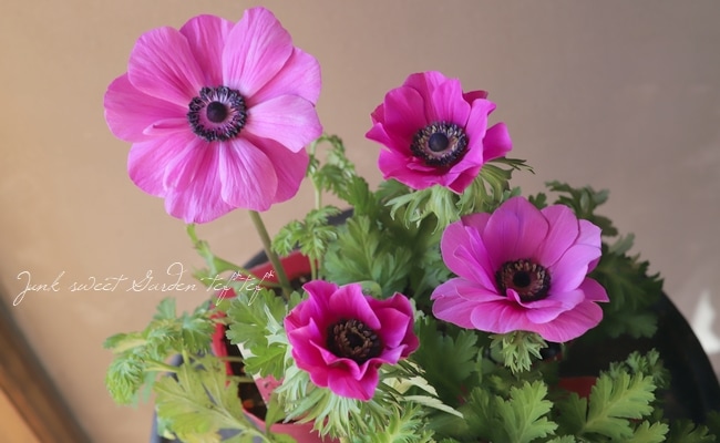 アネモネ・ポルト 矮性品種 『オーキッド』 | すべての商品 | | Junk