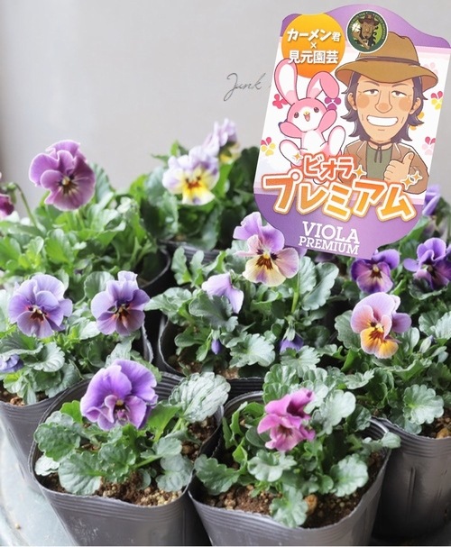 ☆カーメン君×見元園芸のコラボ 【プレミアムビオラ】 【I】 | すべて