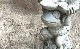 �ڻ��ߡ� �ѹ�SPARTA STATUES ��Frog Dish�� �����ǥ󥪡��ʥ���