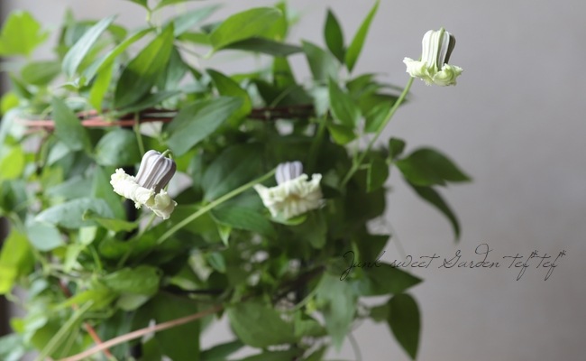 クレマチス　貴婦人のたしなみ　正規品ラベル付き 希少新品種！壺型クレマチス・ヴィオルナ系 『貴婦人のたしなみ