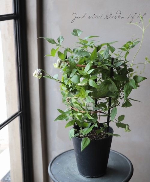 希少新品種！壺型クレマチス・ヴィオルナ系 『貴婦人のたしなみ