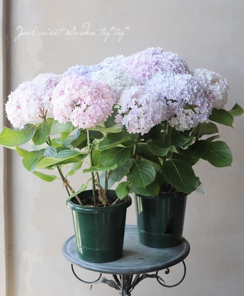 八重咲き紫陽花 『響 -ひびき-』 レインボー | すべての商品 | | Junk