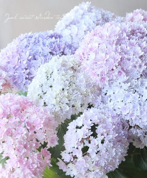 八重咲き紫陽花 『響 -ひびき-』 レインボー | すべての商品 | | Junk