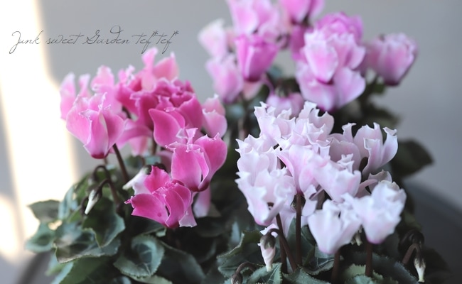 軽井沢たけいち農園】 ガーデンミニシクラメン 『クロンヌ』 | すべて