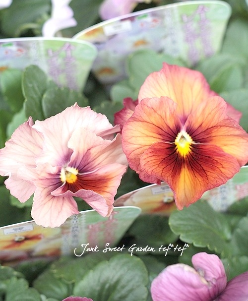 �����٤��롪�ѥ󥸡� ���ࡼ��󥢥ꥨ�å� �إԥ奢�ƥ饳�å��١����ǥ��֥�ե�顼