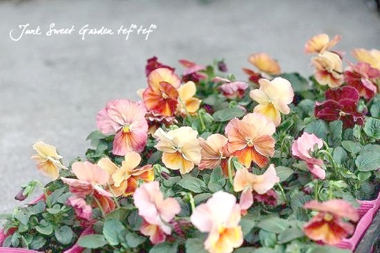 �����٤��롪�ѥ󥸡� ���ࡼ��󥢥ꥨ�å� �إԥ奢�ƥ饳�å��١����ǥ��֥�ե�顼