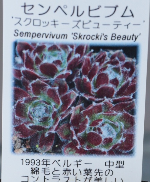 多肉植物】センペルビウム『スクロッキーズ・ビューティー』 | Leaf