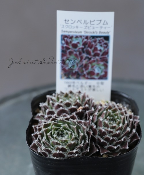 多肉植物】センペルビウム『スクロッキーズ・ビューティー』 | Leaf