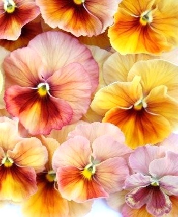 �����٤��롪�ѥ󥸡� ���ࡼ��󥢥ꥨ�å� �إԥ奢�ƥ饳�å��١����ǥ��֥�ե�顼