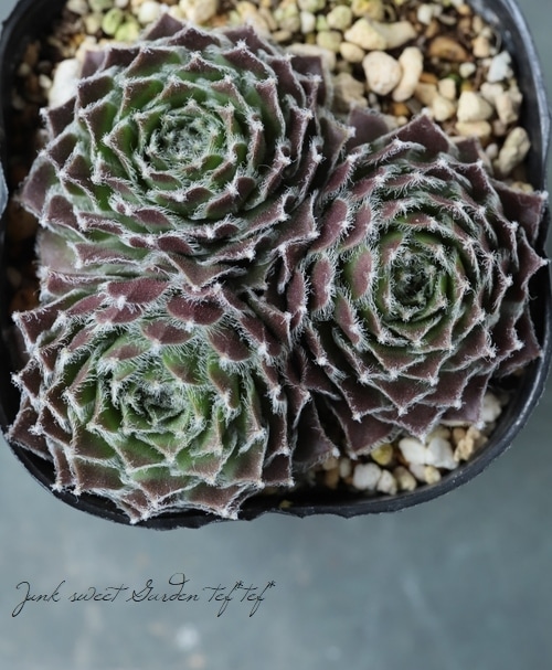 センペルビウム　キャンディフロス センペルビブム 'キャンディフロス' : にじはなPlants - 通販 - Yahoo