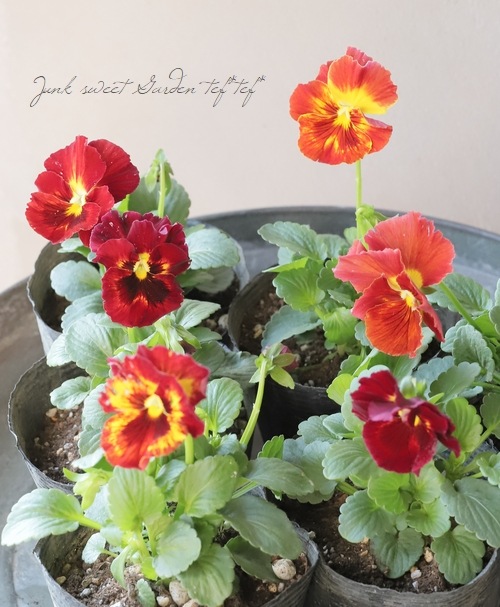 �����٤��롪�ѥ󥸡� ���ࡼ��󥢥ꥨ�å� �إԥ奢�ƥ饳�å��١����ǥ��֥�ե�顼