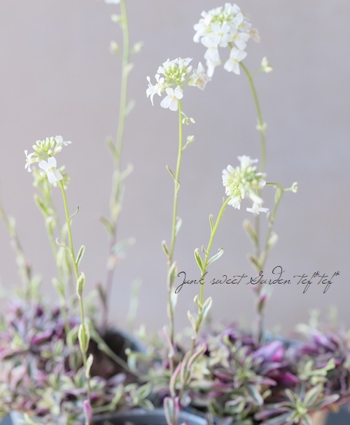 �����ꥢ��ӥ����ץ�����󥹡��إХꥨ�������١��إϡ��졼���������