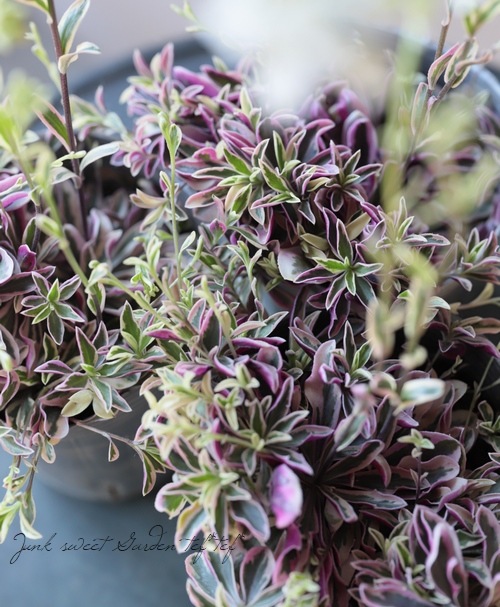 �����ꥢ��ӥ����ץ�����󥹡��إХꥨ�������١��إϡ��졼���������