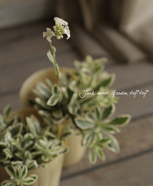 �����ꥢ��ӥ����ץ�����󥹡��إХꥨ�������١��إϡ��졼���������