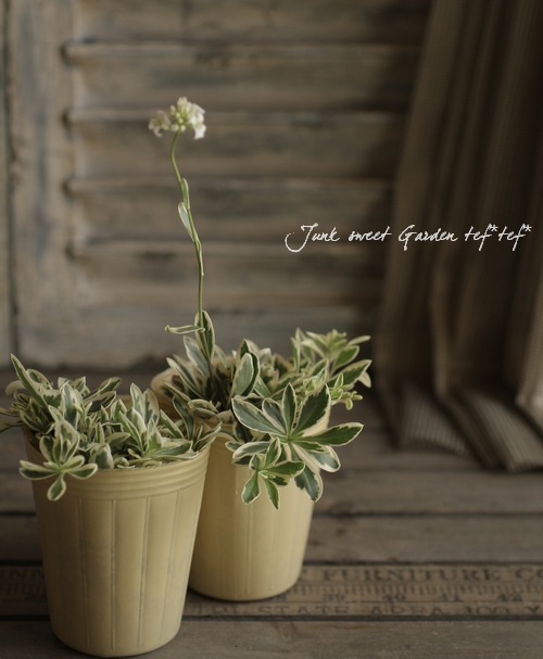 �����ꥢ��ӥ����ץ�����󥹡��إХꥨ�������١��إϡ��졼���������